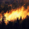 Les feux de forêt