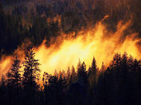 Les feux de forêt