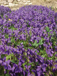 Allez visiter la Bastide aux violettes